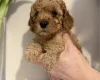 Cavapoo