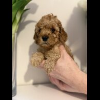 Cavapoo