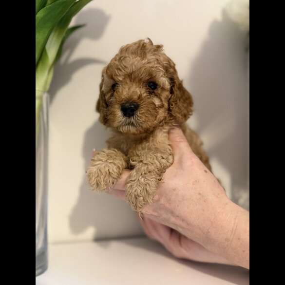 Cavapoo