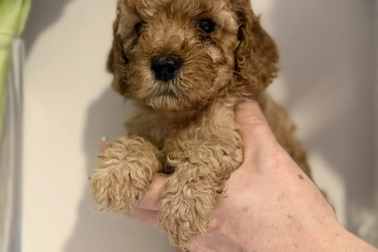 Cavapoo