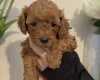 Cavapoo