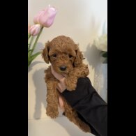 Cavapoo