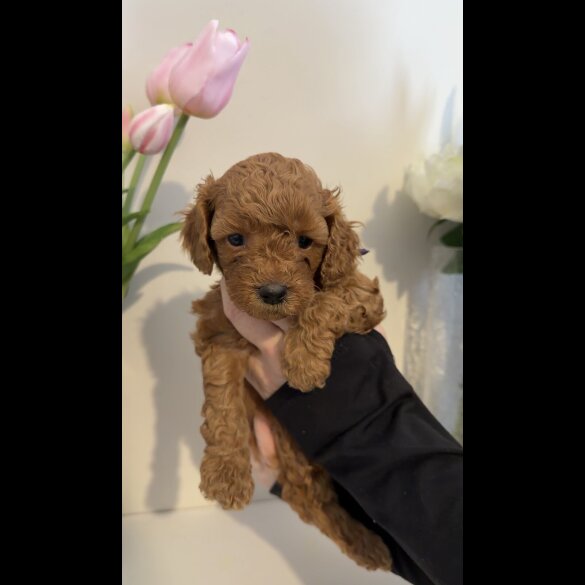 Cavapoo