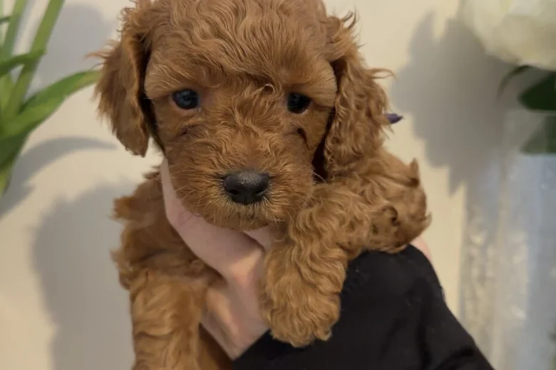 Cavapoo