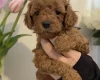 Cavapoo