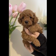 Cavapoo