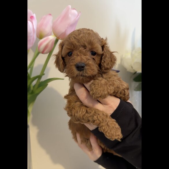 Cavapoo