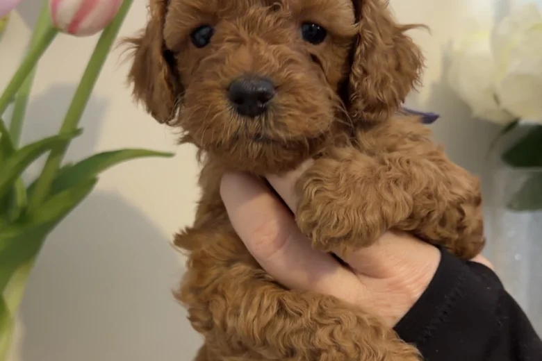 Cavapoo