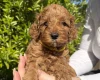 Cavapoo