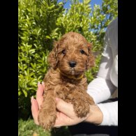 Cavapoo