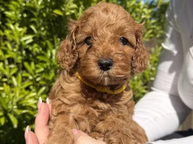 Cavapoo