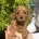 Cavapoo