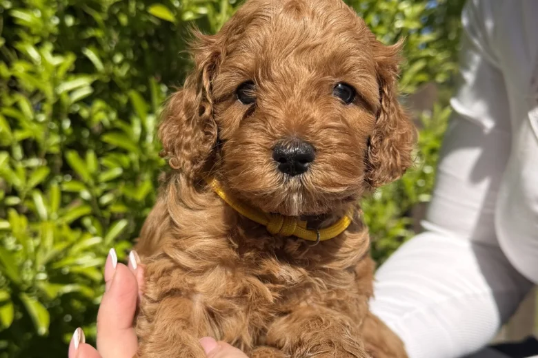 Cavapoo