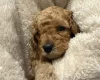 Cavapoo
