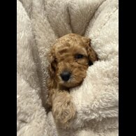 Cavapoo