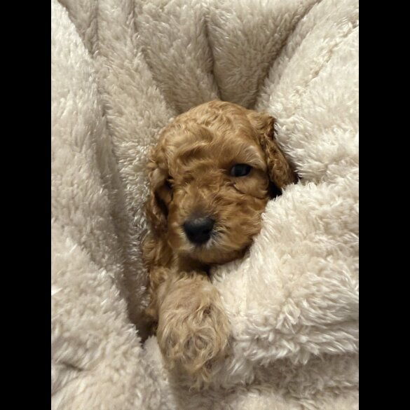 Cavapoo