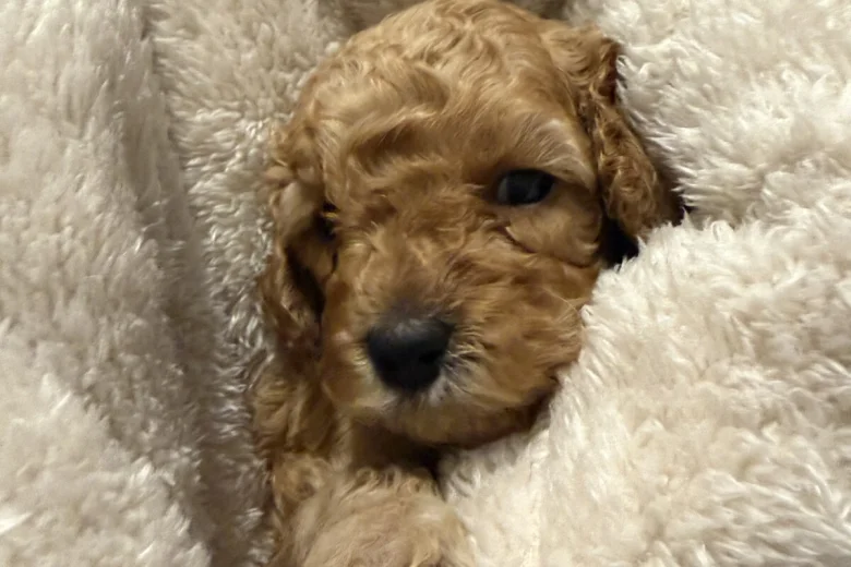 Cavapoo