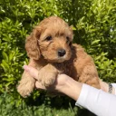 Cavapoo
