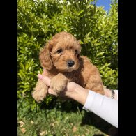Cavapoo