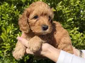 Cavapoo