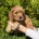 Cavapoo