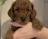 Cavapoo