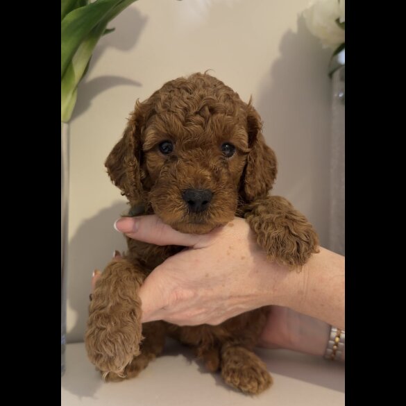 Cavapoo
