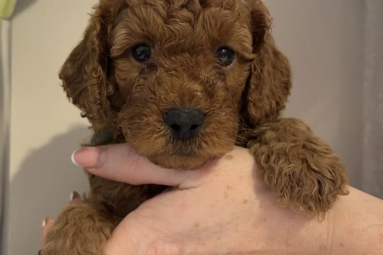 Cavapoo