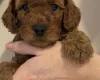 Cavapoo