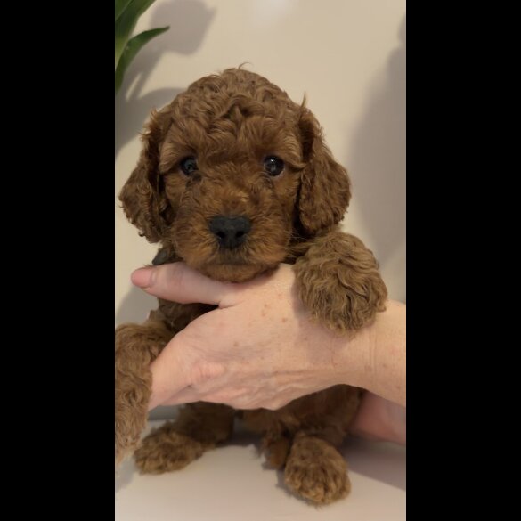Cavapoo