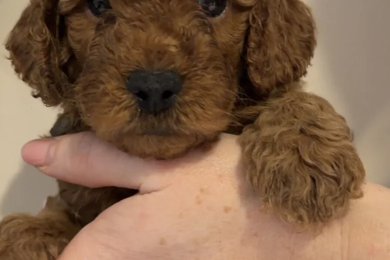 Cavapoo