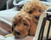 Cavapoo