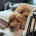 Cavapoo