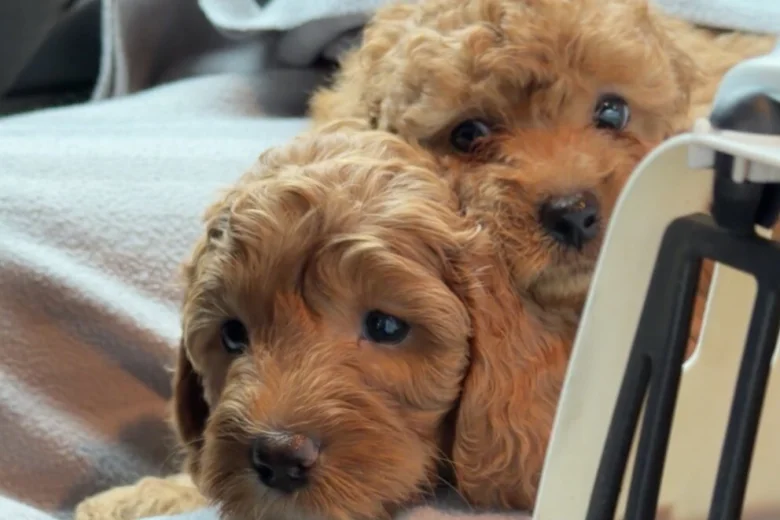 Cavapoo