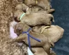 Cavapoo