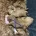 Cavapoo