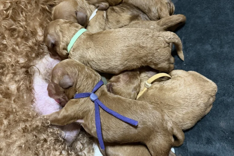 Cavapoo