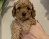 Cavapoo