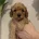 Cavapoo