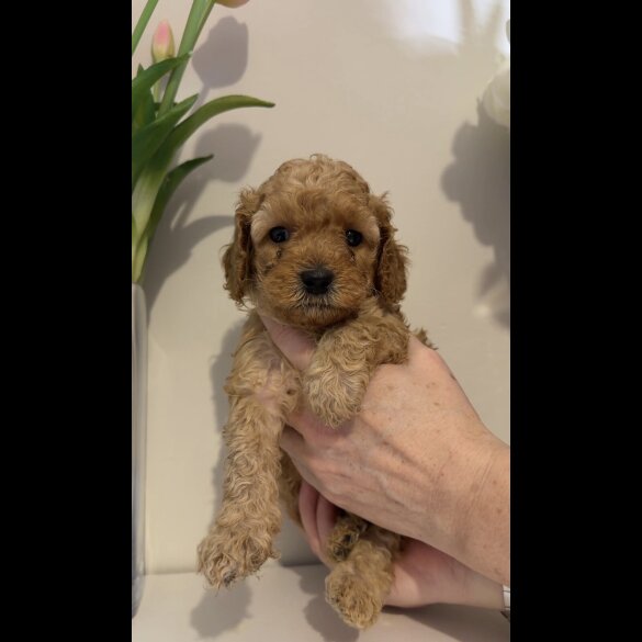Cavapoo