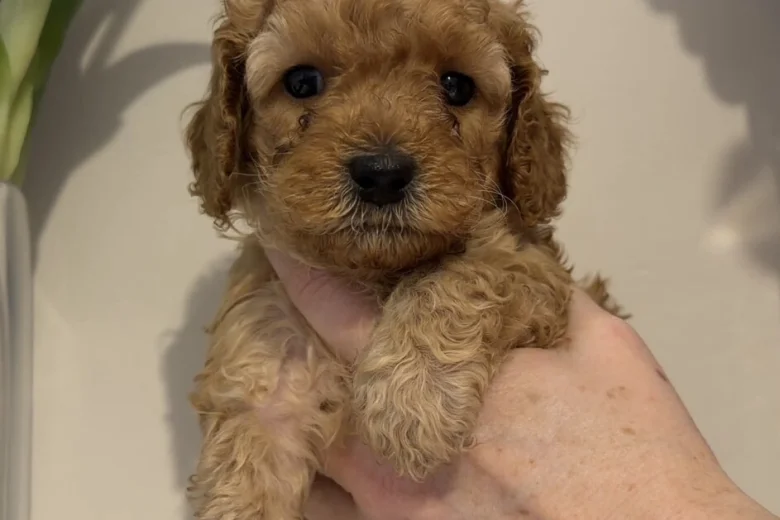 Cavapoo