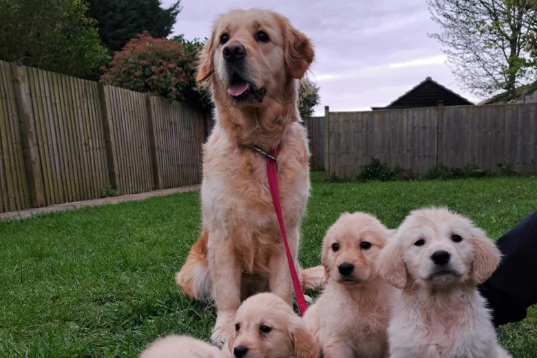Golden Retriever