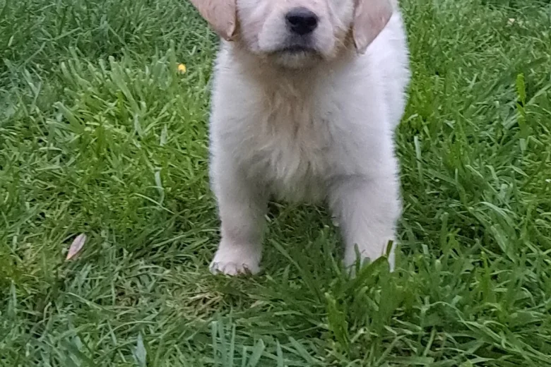 Golden Retriever