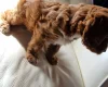 Cockapoo