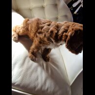 Cockapoo