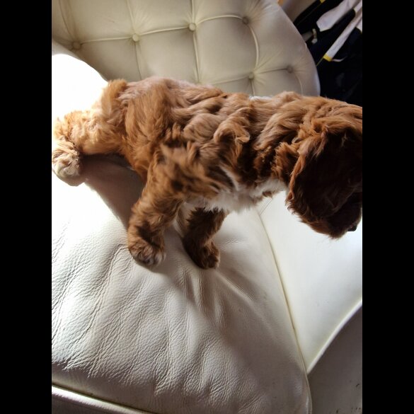 Cockapoo