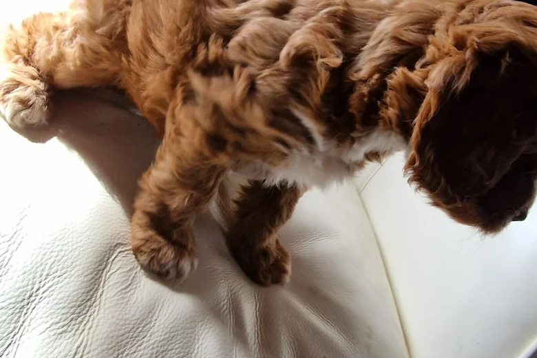 Cockapoo