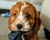 Cockapoo