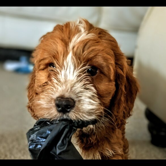 Cockapoo