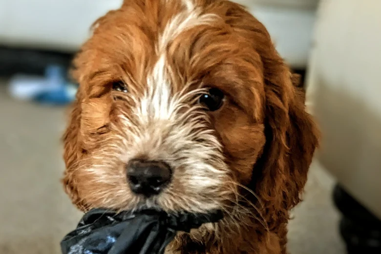 Cockapoo